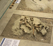 Останки динозавра с птичьей внешностью исследуют в Новосибирске