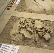 Останки динозавра с птичьей внешностью исследуют в Новосибирске