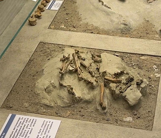 Останки динозавра с птичьей внешностью исследуют в Новосибирске