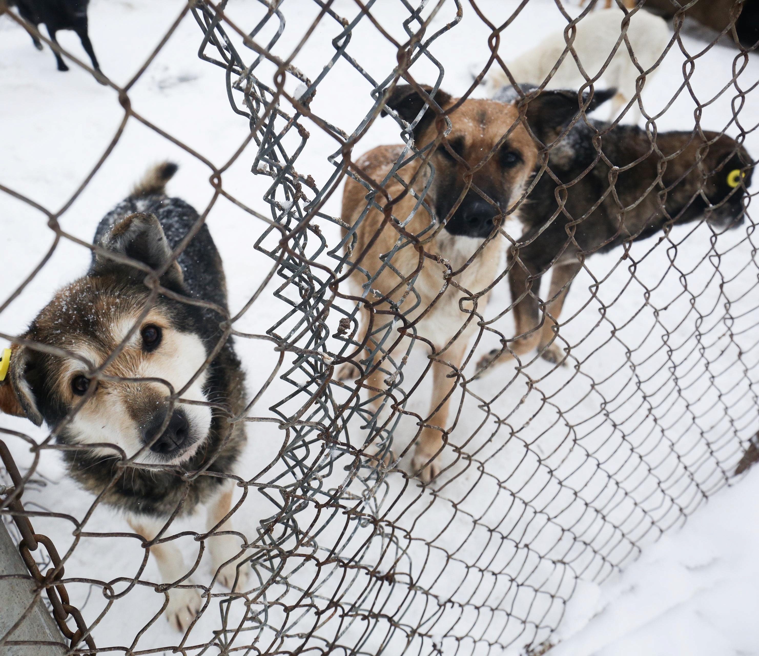 Стаи бродячих собак поселились во дворах многоэтажек в Новосибирске