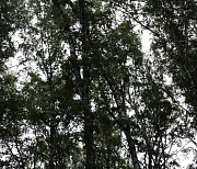Прожорливый шелкопряд объедает сибирские леса на 400 тысячах гектаров