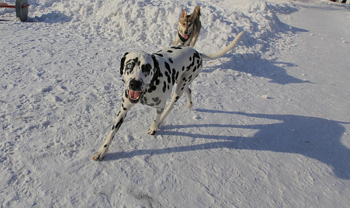 Стая бродячих собак напала на пенсионерку у остановки «Чемской бор»
