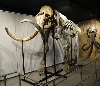 Новосибирцы помыли мамонта и трогонтериевого слона к Музейной ночи