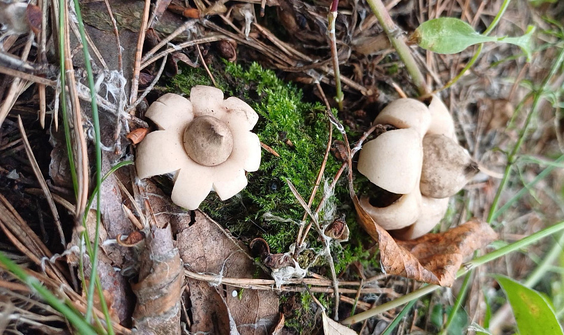 Похожие на звёзды грибы со вкусом бумаги нашли в Бугринском лесу