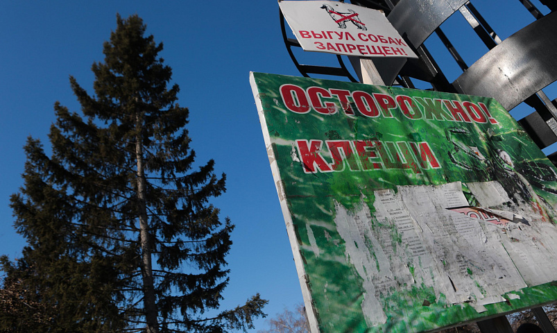 Роспотребнадзор объявил о завершении сезона клещей в Новосибирске