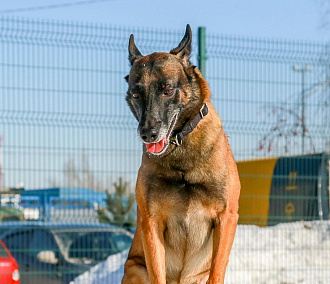 Собачья работа: как воспитывают хвостатых полицейских в Новосибирске