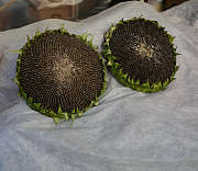 Детям до 2–3 лет давать орехи и семечки категорически нельзя — пульмонолог