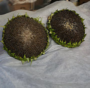 Детям до 2–3 лет давать орехи категорически нельзя — пульмонолог