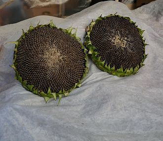 Детям до 2–3 лет давать орехи и семечки категорически нельзя — пульмонолог