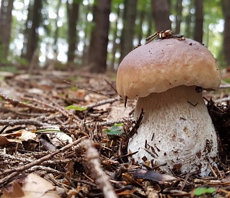 Греби грибы: что нужно знать грибнику