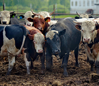 Новосибирских коров будут кормить душицей и сабельником