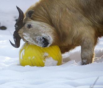 Снежные следы: что делают животные в зоопарке зимой