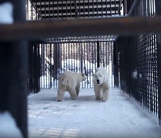 Медвежат-двойняшек отселили от Герды в Новосибирском зоопарке