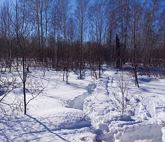 Браконьеры-лыжники зарезали двух косуль в заказнике под Новосибирском