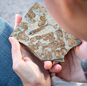 Остатки костистых рыб и ракообразных эпохи мезозоя выставили в НГУ