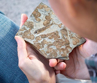 Остатки костистых рыб и ракообразных эпохи мезозоя выставили в НГУ