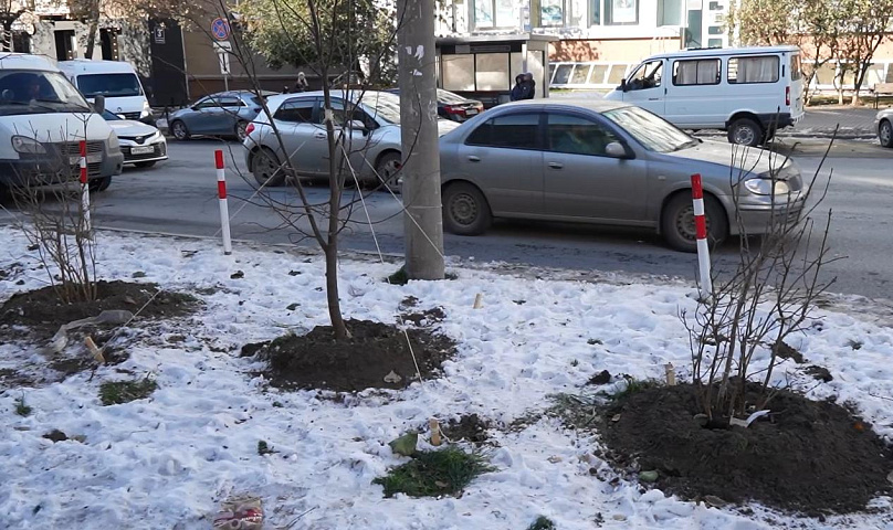 Город без окраин: последние деревья досаживают в центре Новосибирска