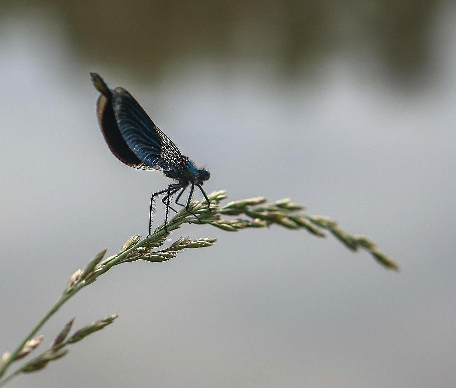 Красную книгу Новосибирской области обновят к 2028 году