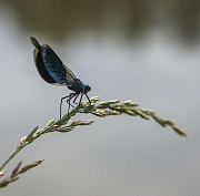 Красную книгу Новосибирской области обновят к 2028 году
