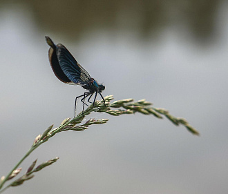 Красную книгу Новосибирской области обновят к 2028 году
