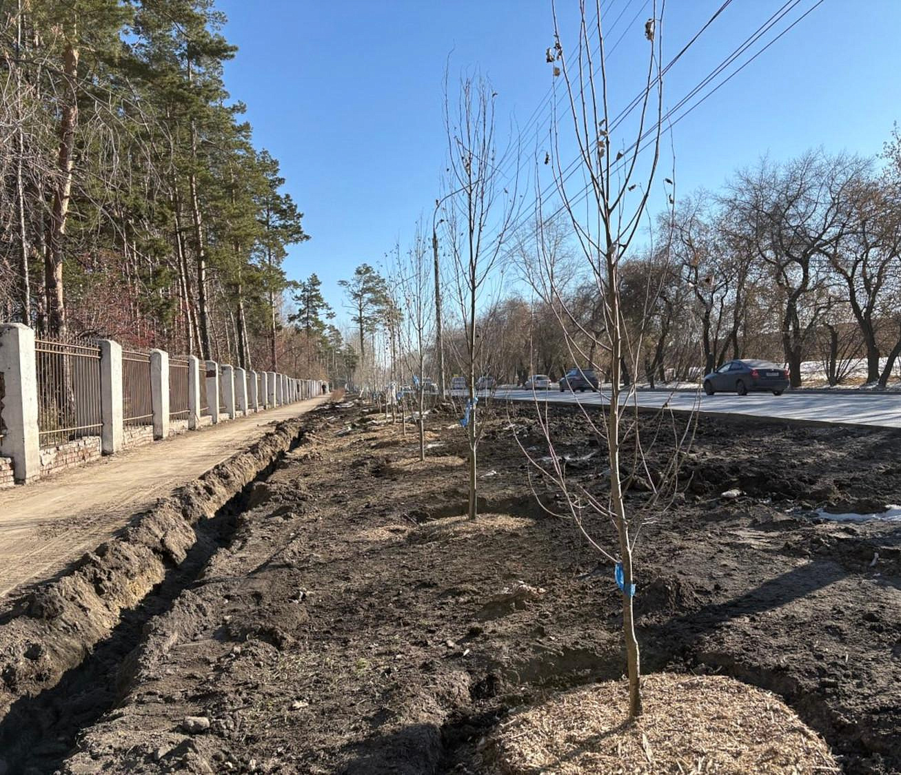 Больше 3000 деревьев и кустарников высадили в Первомайке за сезон