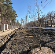 Больше 3000 деревьев и кустарников высадили в Первомайке за сезон