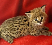 В Новосибирске породистых котят продают за 300 тысяч рублей