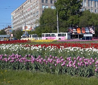 700 000 цветов высадят на клумбах Новосибирска к лету