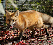 Карантин по бешенству установили сразу в пяти сёлах под Новосибирском