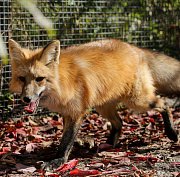 Карантин по бешенству установили сразу в пяти сёлах под Новосибирском