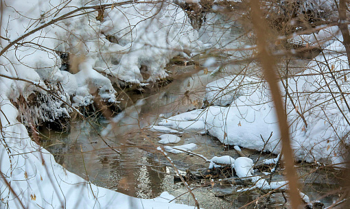Аномальную миграцию косуль объяснили в новосибирском минприроды