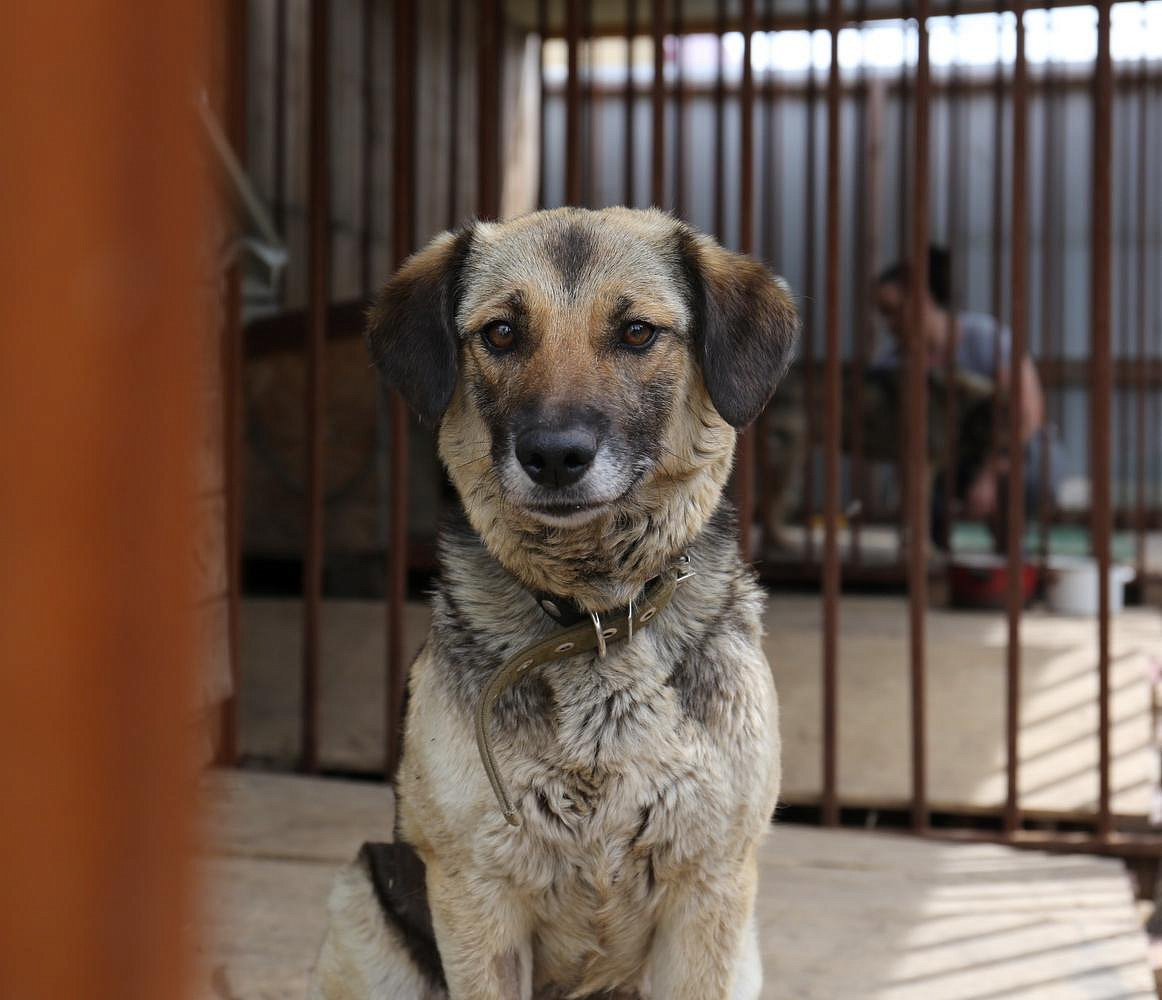 Эвтаназия не должна быть тотальной: эксперты о проблеме бродячих собак
