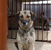 Эвтаназия не должна быть тотальной: эксперты о проблеме бродячих собак