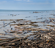Восемь тонн топляка собрали новосибирцы на пляже «У моря Обского»