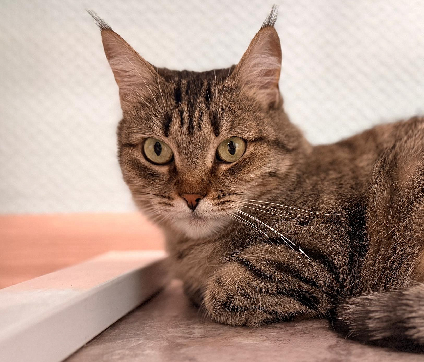 Пуша и Роберт: необычные истории пушистых постояльцев фонда «Виавет»