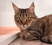 Пуша и Роберт: необычные истории пушистых постояльцев фонда «Виавет»