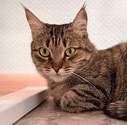 Пуша и Роберт: необычные истории пушистых постояльцев фонда «Виавет»