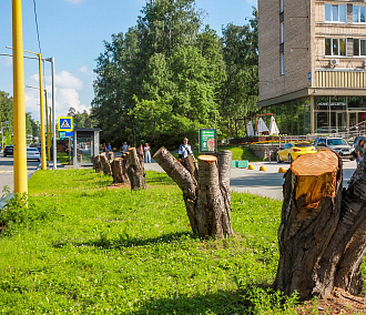 На аллее улицы Ильича убрали пни и начали замену грунта