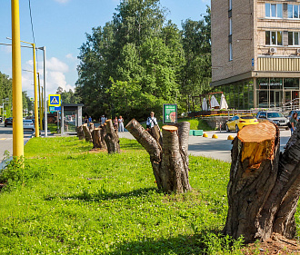На аллее улицы Ильича убрали пни и начали замену грунта