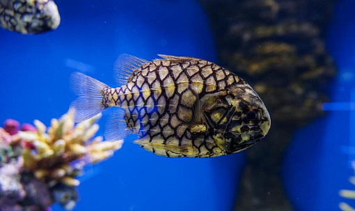 Систему «Умный аквариум» с дозатором удобрений создают в Новосибирске