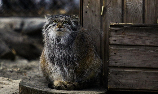 Бесплатный вход для пенсионеров откроют в Новосибирском зоопарке