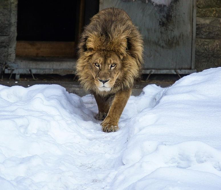 В новосибирском зоопарке умер лев Сэм: ему было 13 лет