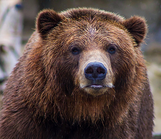 Убивший корову медведь сбежал от охотников в Новосибирской области