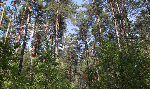 Поедающий леса шелкопряд угрожает пяти районам Новосибирской области