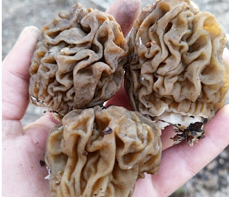 Новосибирцы открыли грибной сезон: сморчковую шапочку собирают вёдрами