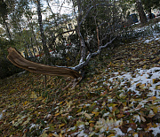 Штормовой ветер повалил деревья в Новосибирске: есть пострадавшие