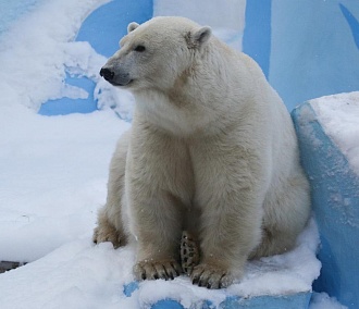 Белые медведи в зоопарке снова попали в объективы веб-камер
