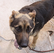 Глава СК заинтересовался стаей злобных бродячих собак на Затулинке