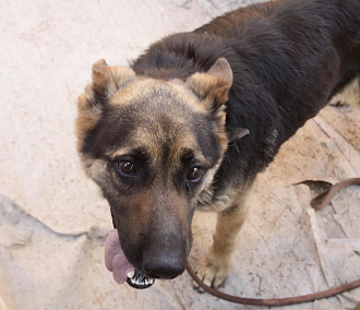 Глава СК заинтересовался стаей злобных бродячих собак на Затулинке