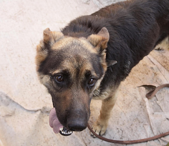 Глава СК заинтересовался стаей злобных бродячих собак на Затулинке